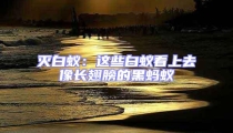 滅白蟻:這些白蟻看上去像長(zhǎng)翅膀的黑螞蟻