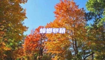 蟑螂卵鞘