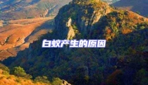 白蟻產生的原因