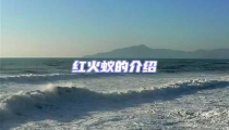 紅火蟻的介紹