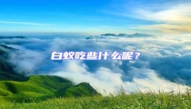 白蟻吃些什么呢?