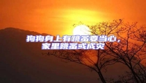 狗狗身上有跳蚤要當(dāng)心,家里跳蚤或成災(zāi)