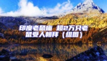 印度老鼠廟 超2萬只老鼠受人朝拜(組圖)