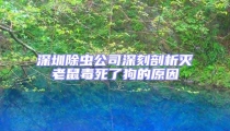 深圳除蟲公司深刻剖析滅老鼠毒死了狗的原因