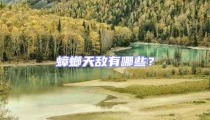 蟑螂天敵有哪些?