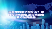 木板里的蟲子是什么?如何滅治木蠹蟲,消滅木蠹蟲的方法有哪些