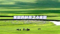 家鼠的種類之小家鼠