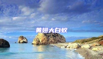 黃翅大白蟻