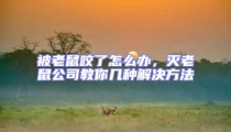 被老鼠咬了怎么辦,滅老鼠公司教你幾種解決方法