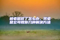 被老鼠咬了怎么辦，滅老鼠公司教你幾種解決方法