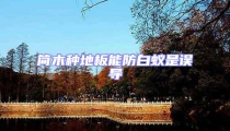 簡木種地板能防白蟻是誤導