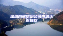 深圳白蟻防治公司帶您認(rèn)識白蟻