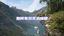 如何有效滅治蟑螂