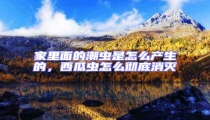 家里面的潮蟲是怎么產(chǎn)生的,西瓜蟲怎么徹底消滅
