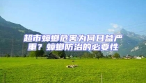 超市蟑螂危害為何日益嚴(yán)重?蟑螂防治的必要性