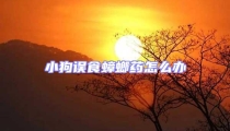 小狗誤食蟑螂藥怎么辦