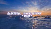 白蟻侵蝕,20公里堤壩“告急”