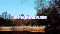 家中蟑螂很難滅治嗎