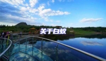 關于白蟻