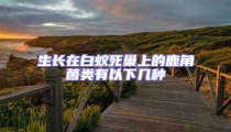 生長在白蟻死巢上的鹿角菌類有以下幾種