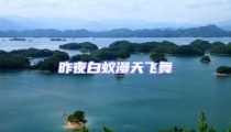昨夜白蟻漫天飛舞