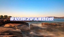 常見白蟻之鏟頭堆砂白蟻
