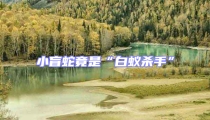 小盲蛇竟是“白蟻殺手”