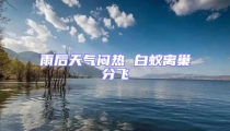 雨后天氣悶熱 白蟻離巢分飛