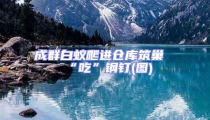成群白蟻爬進倉庫筑巢“吃”鋼釘(圖)