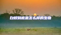 白蟻到底是怎么樣的生物