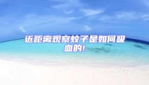 近距離觀察蚊子是如何吸血的!
