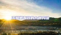 滅蟑螂有效的九種方法
