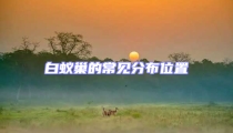 白蟻巢的常見分布位置