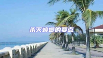 殺滅蟑螂的要點