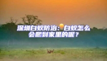 深圳白蟻防治:白蟻怎么會爬到家里的呢?