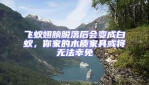 飛蟻翅膀脫落后會變成白蟻,你家的木質家具或將無法幸免