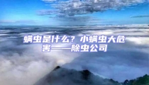 螨蟲是什么?小螨蟲大危害——除蟲公司