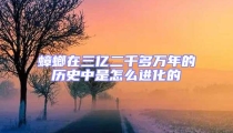 蟑螂在三億二千多萬年的歷史中是怎么進化的