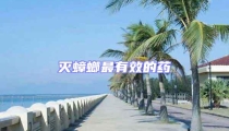 滅蟑螂最有效的藥