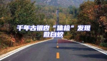 千年古銀杏“體檢”發現散白蟻
