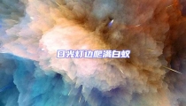 日光燈邊爬滿白蟻