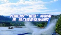 大量白蟻“出動”嚇到市民 部門表示堅決消滅