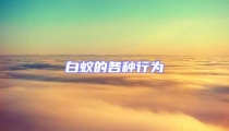 白蟻的各種行為