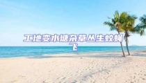 工地變水塘雜草叢生蚊蠅飛