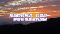 深圳白蟻防治:白蟻是一種群體性生活的昆蟲