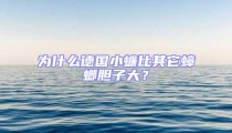 為什么德國小蠊比其它蟑螂膽子大?