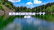 家具被白蟻蛀蝕出一個個小洞