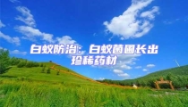 白蟻防治:白蟻菌圃長出珍稀藥材