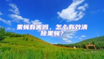 果蠅有害嗎,怎么有效清除果蠅?