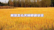 餐館怎么滅蟑螂最安全